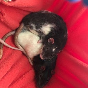 Meet your Posher, Nora